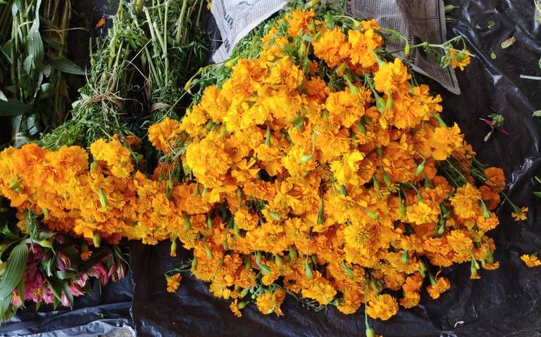 Empieza la cosecha! Listas las flores de Cempasúchil para Día de Muertos -  El Heraldo de Chiapas | Noticias Locales, Policiacas, sobre México, Chiapas  y el Mundo