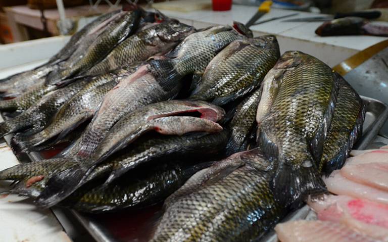 Pescados y mariscos por las nubes Profeco altos pecios - El Heraldo de  Chiapas | Noticias Locales, Policiacas, sobre México, Chiapas y el Mundo