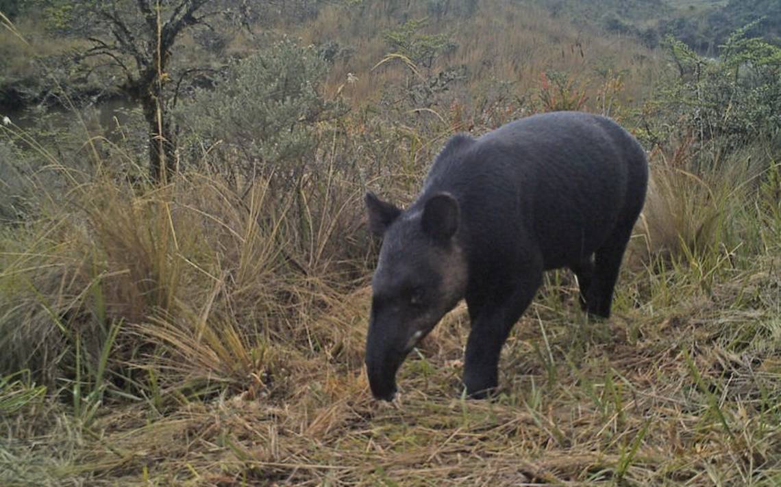 CONANP llaman a la conservación del tapir, peligro de extinción Sierra