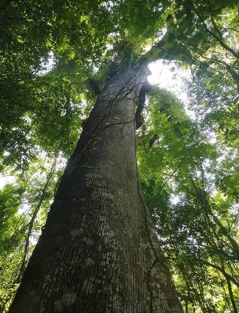 Conoce la conservación de la Selva Lacandona en Chiapas - El Heraldo de  Chiapas | Noticias Locales, Policiacas, sobre México, Chiapas y el Mundo