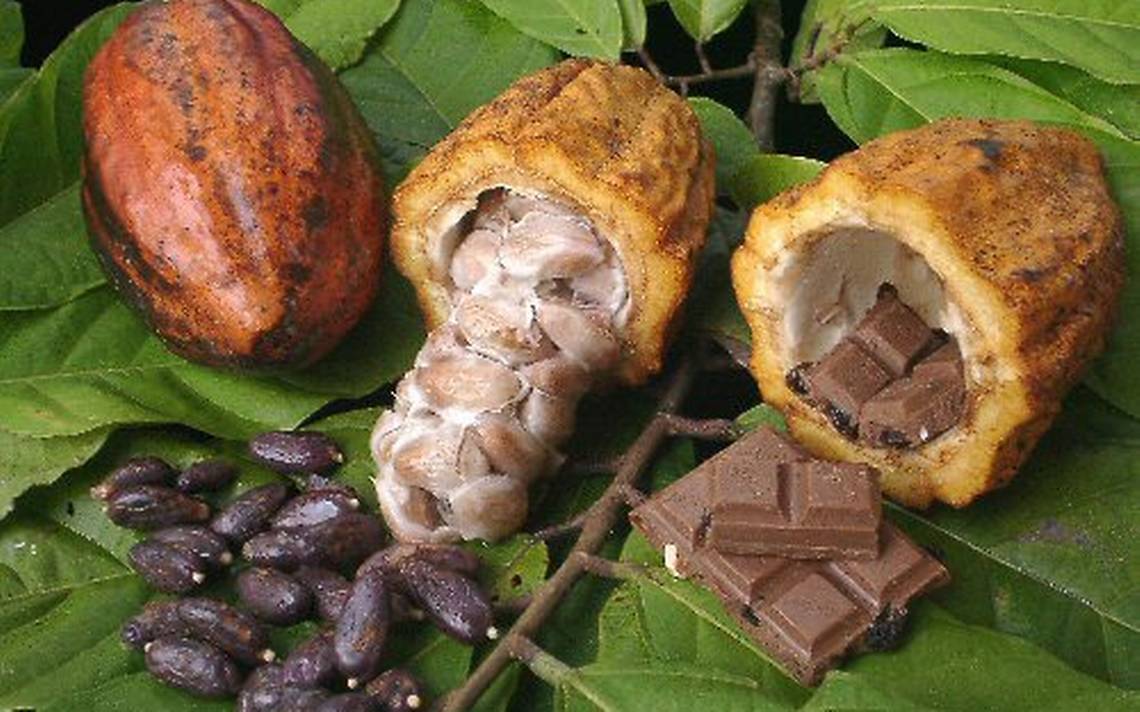 Какао как растет в природе. Какао Бобы дерево. Шоколадное дерево (Theobroma Cacao). Шоколадное дерево теоброма какао. Шоколадное дерево Южной Америки.