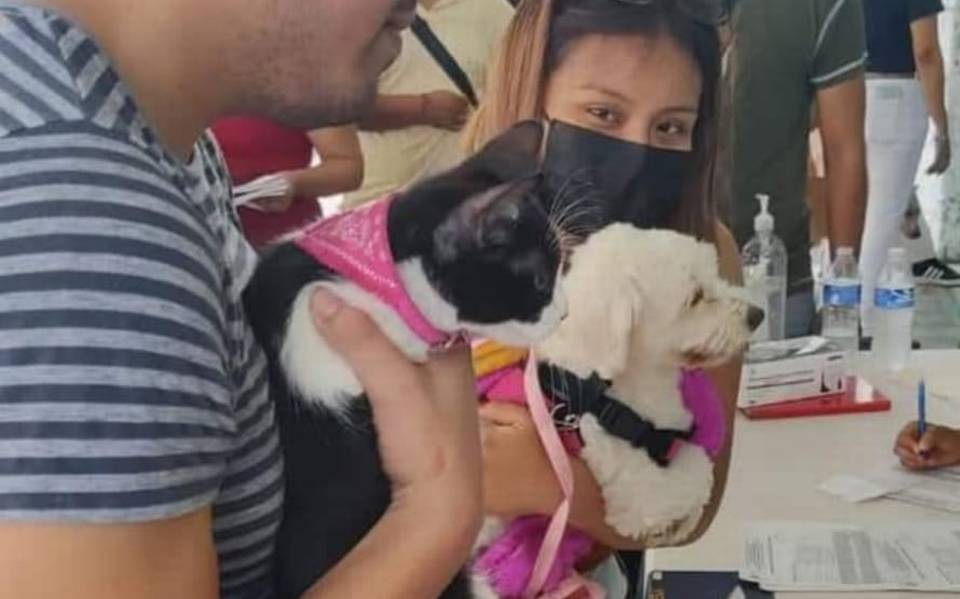 Arranca esterilización gratuita para perros y gatos en Coita - El Heraldo de  Chiapas | Noticias Locales, Policiacas, sobre México, Chiapas y el Mundo