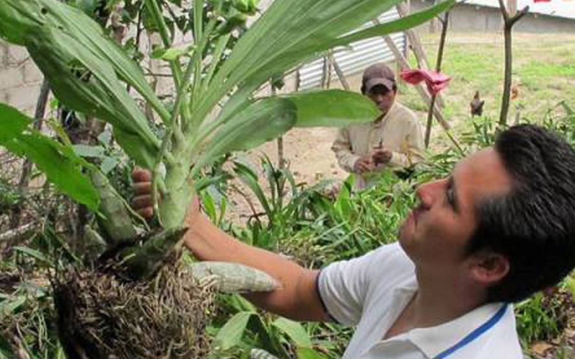 En peligro de extinción especies de orquídeas - El Heraldo de Chiapas |  Noticias Locales, Policiacas, sobre México, Chiapas y el Mundo