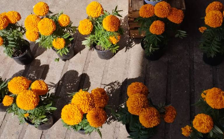 Empieza la cosecha! Listas las flores de Cempasúchil para Día de Muertos -  El Heraldo de Chiapas | Noticias Locales, Policiacas, sobre México, Chiapas  y el Mundo