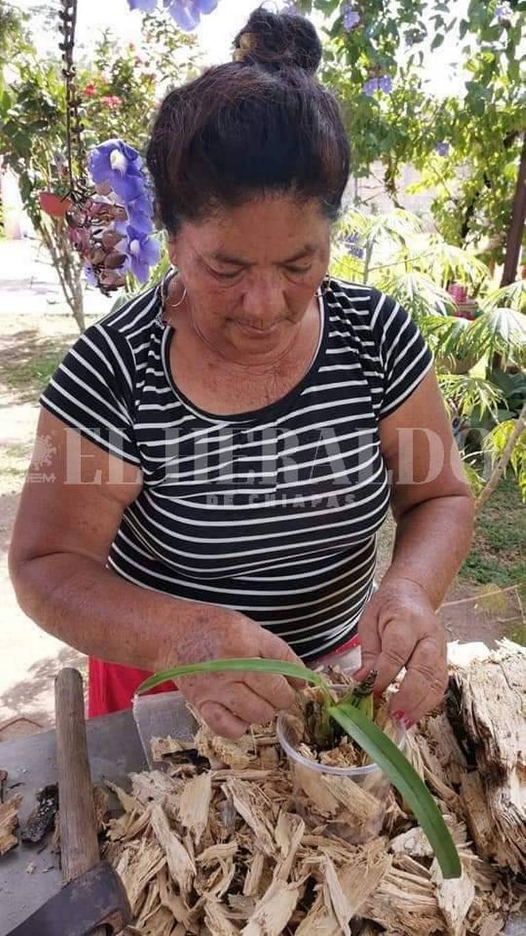 Mujeres emprendedoras producen orquídeas silvestres en Jiquipilas - El  Heraldo de Chiapas | Noticias Locales, Policiacas, sobre México, Chiapas y  el Mundo