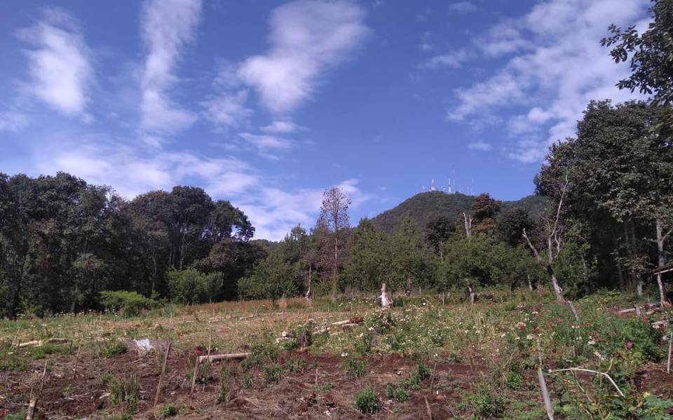 Habitantes reforestan en el cerro del Huitepec Los Alcanfores - El Heraldo  de Chiapas | Noticias Locales, Policiacas, sobre México, Chiapas y el Mundo