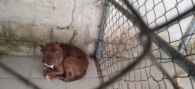 Sin hogar! En San Cristóbal hay al menos 3 mil perros callejeros - El  Heraldo de Chiapas | Noticias Locales, Policiacas, sobre México, Chiapas y  el Mundo