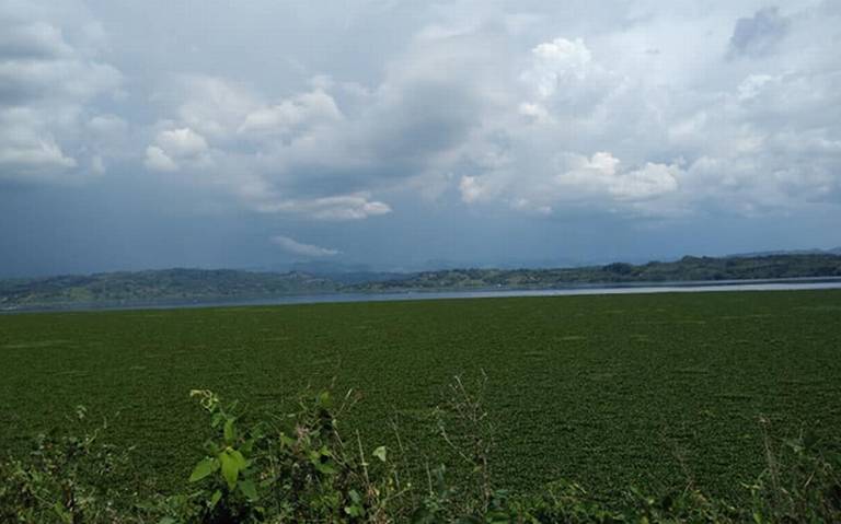 Lirio acuático; un problema para pescadores ECOLOGÍA - El Heraldo de  Chiapas | Noticias Locales, Policiacas, sobre México, Chiapas y el Mundo