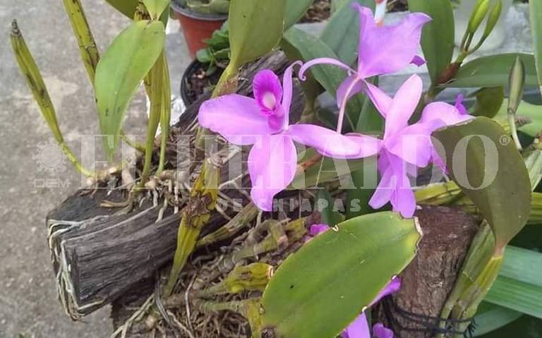 Mujeres emprendedoras producen orquídeas silvestres en Jiquipilas - El  Heraldo de Chiapas | Noticias Locales, Policiacas, sobre México, Chiapas y  el Mundo