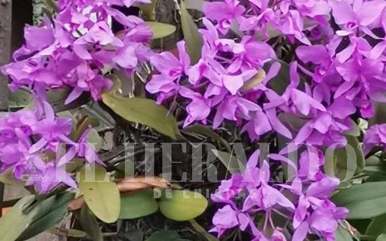 Mujeres emprendedoras producen orquídeas silvestres en Jiquipilas - El  Heraldo de Chiapas | Noticias Locales, Policiacas, sobre México, Chiapas y  el Mundo