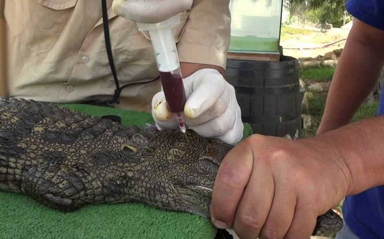 Se eleva consumo de sangre de cocodrilo en la Costa - El Heraldo de Chiapas  | Noticias Locales, Policiacas, sobre México, Chiapas y el Mundo