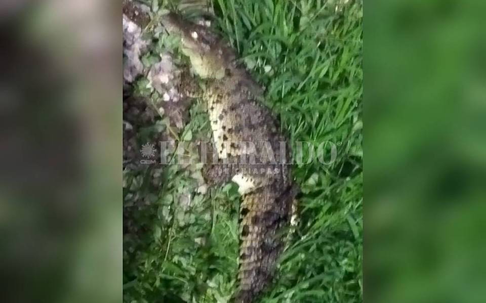 Tremendo susto se llevan vecino en Coita, cocodrilo se escapa de una casa  [Video] - El Heraldo de Chiapas | Noticias Locales, Policiacas, sobre  México, Chiapas y el Mundo