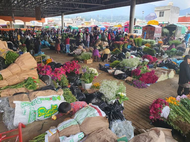 Demanda sobrepasa oferta de flores en San Cristóbal: Mauricio Moreno - El  Heraldo de Chiapas | Noticias Locales, Policiacas, sobre México, Chiapas y  el Mundo