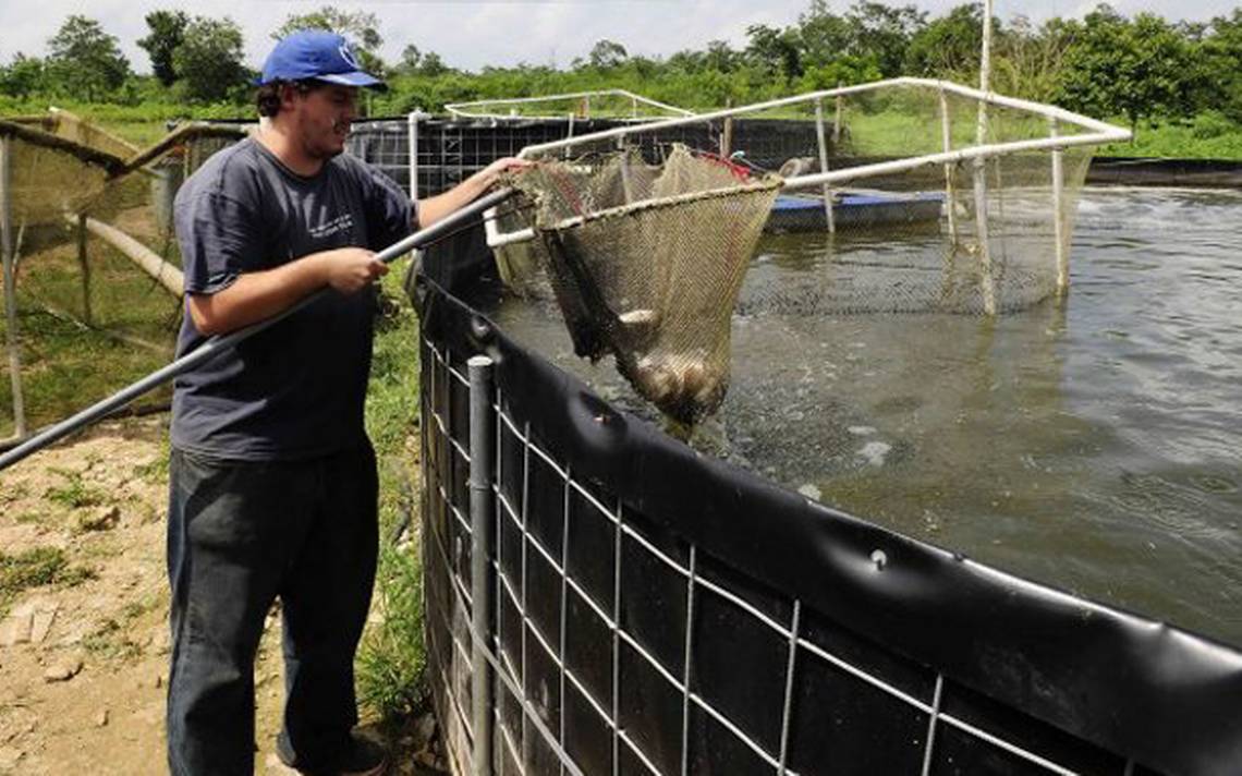 Impulso a la pesca y la acuacultura en Chiapas